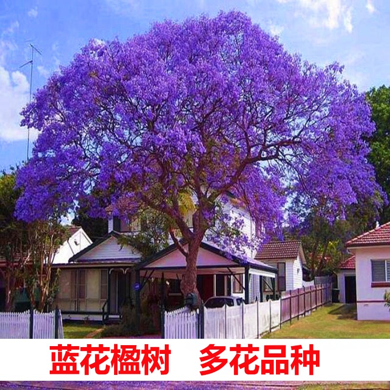 蓝花楹树苗名贵树苗庭院绿化公园街道风景树地栽盆栽常绿凤凰木树