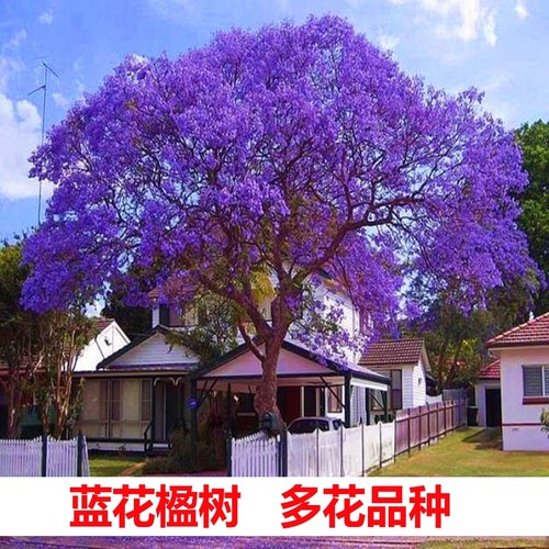 蓝花楹树苗开花满树名贵风景树