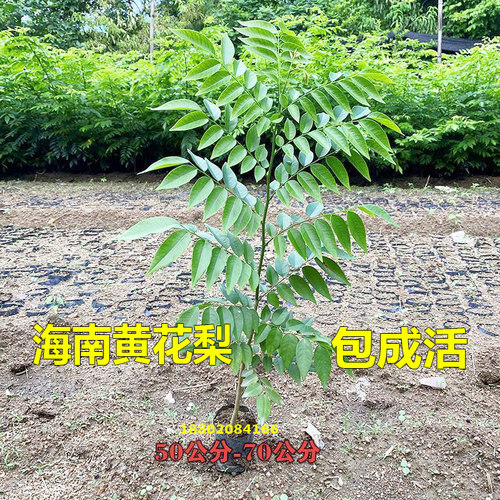 名贵苗木海南黄花梨树苗降香黄檀