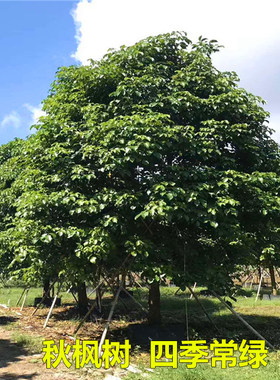 秋枫树重阳木大树红桐茄冬树