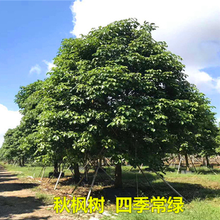 秋枫树重阳木大树红桐茄冬树苗名贵药材庭院绿化耐寒遮阳四季常绿