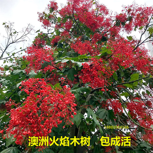 四季开花澳洲火焰木树观花风景树