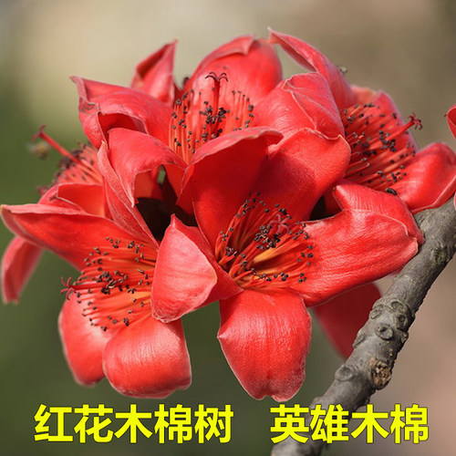 木棉花树苗英雄树红花木棉观花