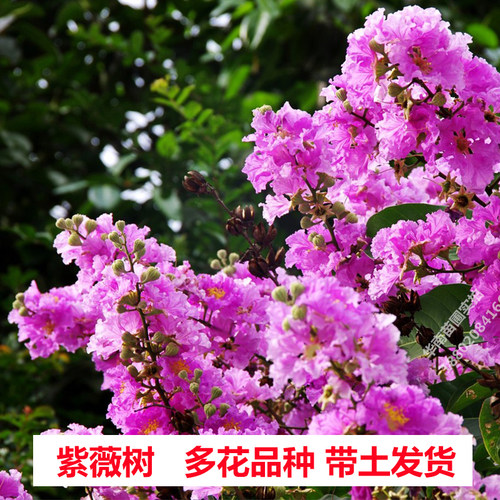 紫薇花树苗庭院大叶紫薇苗盆栽四季常绿耐寒别墅绿化名贵风景树