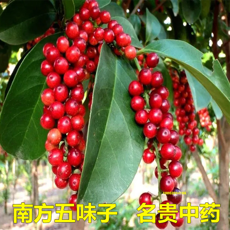 五味子苗南五味子树苗木本花卉中药材植物庭院阳台别墅绿化苗木图片