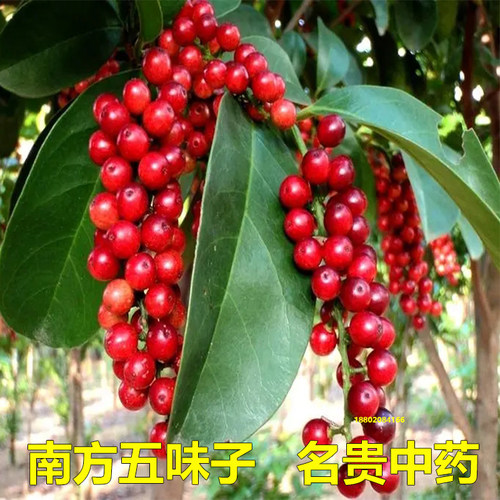 五味子苗南五味子树苗木本花卉中药材植物庭院阳台别墅绿化苗木