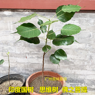 正宗菩提树苗菩提子榕树印度金刚星月大树名贵苗木庭院盆栽盆景
