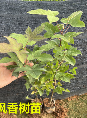 枫香树苗黑色植物染料造林复绿