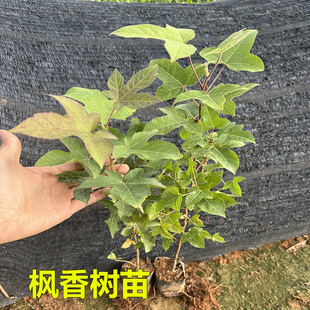 枫香树苗三角枫树苗广西枫香叶黑色植物染料山枫香中药材造林复绿
