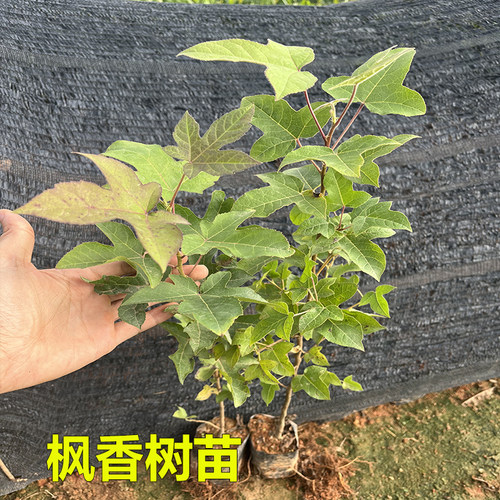 枫香树苗黑色植物染料造林复绿