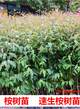 桉树苗速生桉树正品广29苗快速绿化造林复绿苗巨桉小苗耐寒常绿树