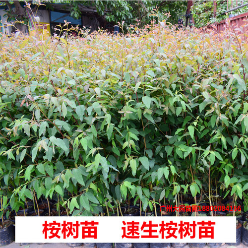 桉树苗正宗速生桉树绿化造林苗