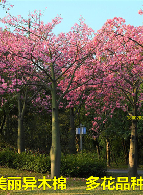 木棉花树苗大腹木棉美丽异木棉大树英雄树红花木棉满树开花耐寒