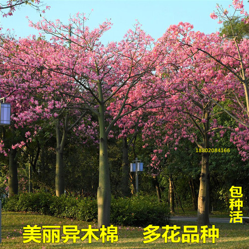 异木棉树满树开花粉花木棉庭院