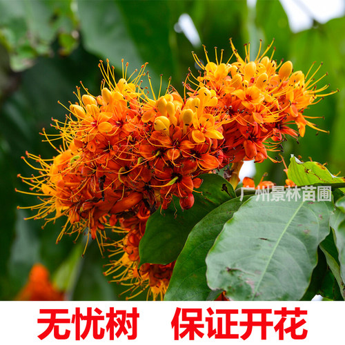 无忧树阿输迦树四大圣树智慧树