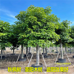 秋枫树苗重阳木树红桐茄冬树苗名贵苗木药材树苗抗风绿化四季常绿