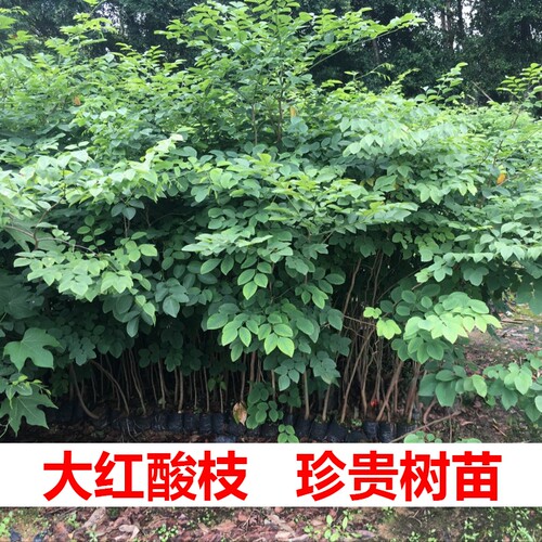 大红酸枝树苗正宗名贵苗木地栽
