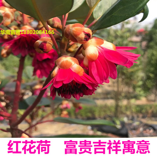 四季开花红花荷树苗观花苗木耐寒