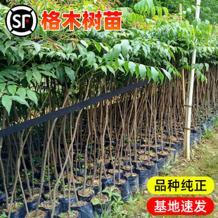 格木树苗珍贵红木复绿树种广西格木苗斗登凤常绿名贵树铁木树苗