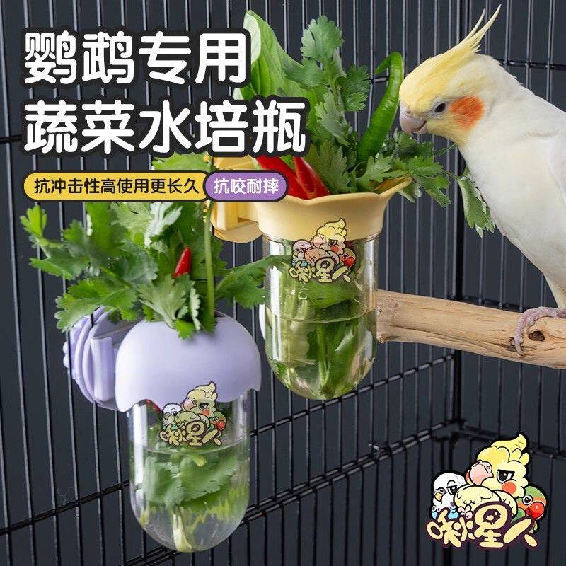 小太阳鹦鹉水培瓶蔬菜豆苗保鲜罐玄凤和尚花插蓄水喂食器