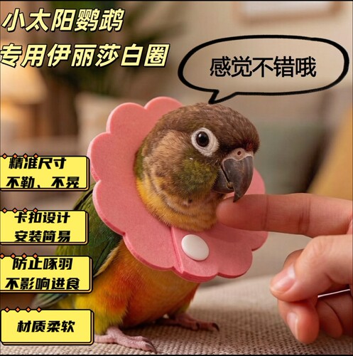 鸟用鹦鹉伊丽莎白圈防咬毛