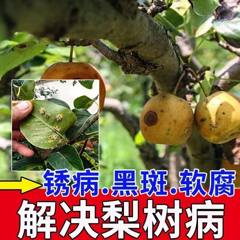 梨树锈病专用药梨树杀菌剂黄点黄叶羊胡子病炭疽病通用果树叶面肥