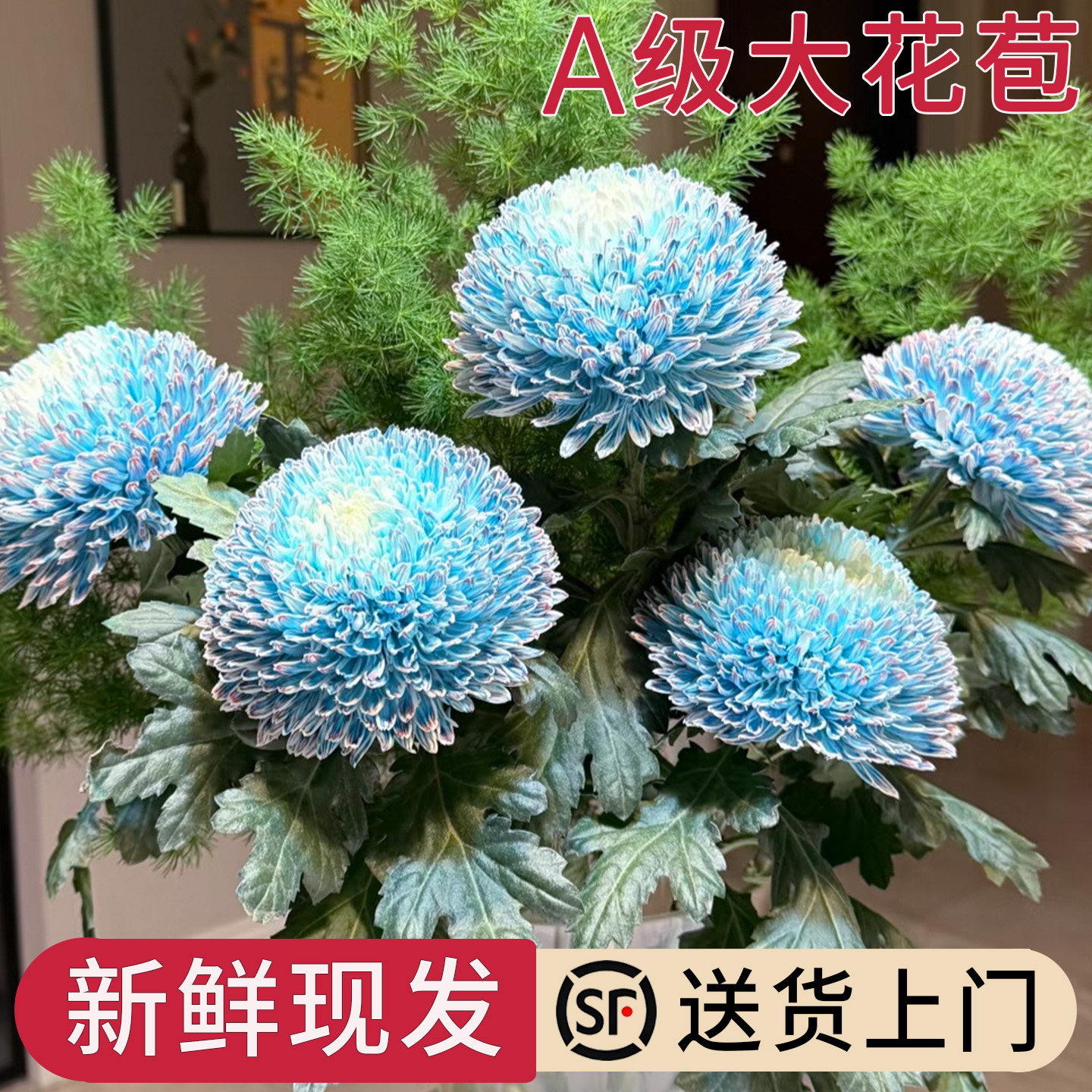 牡丹菊鲜切花人间富贵花超耐养