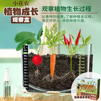 发芽小盆栽植物成长观察盒小花农