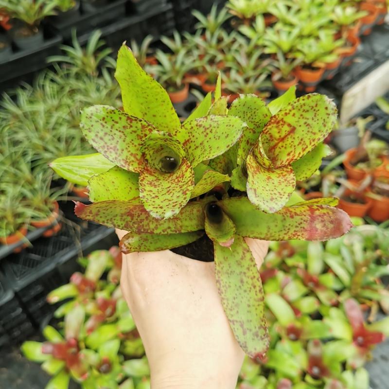 格林园艺小型积水凤梨群生雨林缸造景积水凤梨观赏植物净化空气-封面