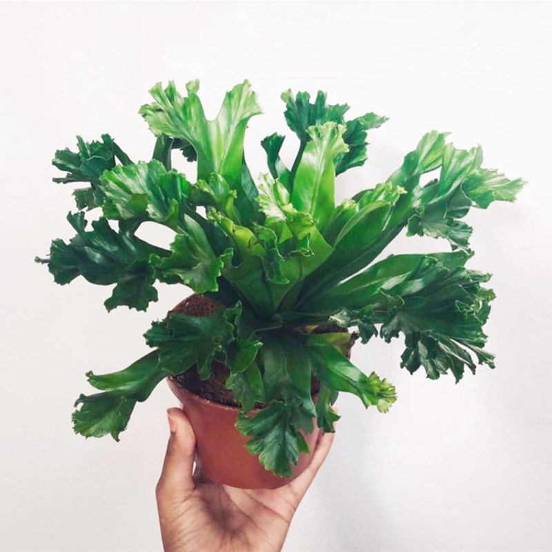 莱斯利鸟巢蕨特色观叶绿植生态雨林缸假山微景观造景植物室内客厅