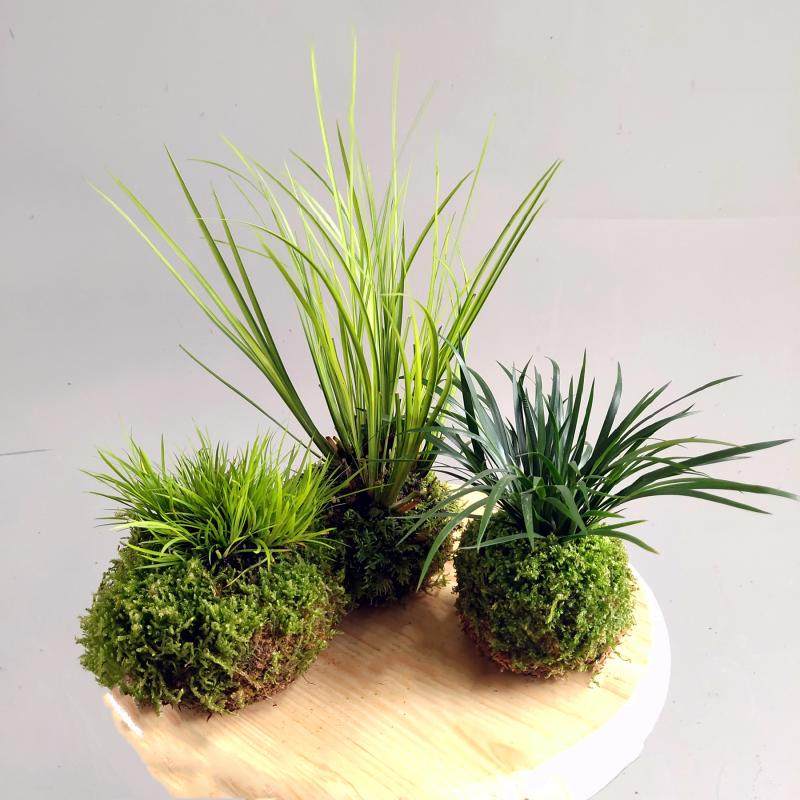 室内绿植水苔种植菖蒲 生态雨林缸造景 桌面 办公室植物浇水即可