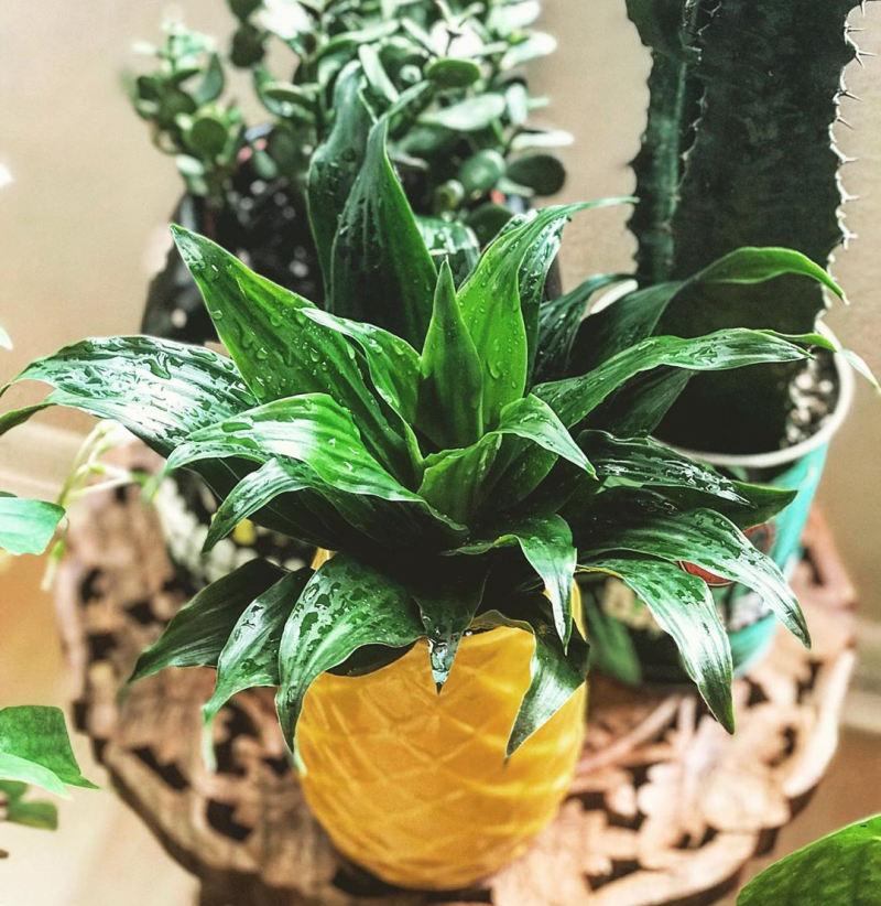 桌面小盆栽 太阳神 密叶朱蕉 阿波罗千年木 贤者之爱 耐阴绿植