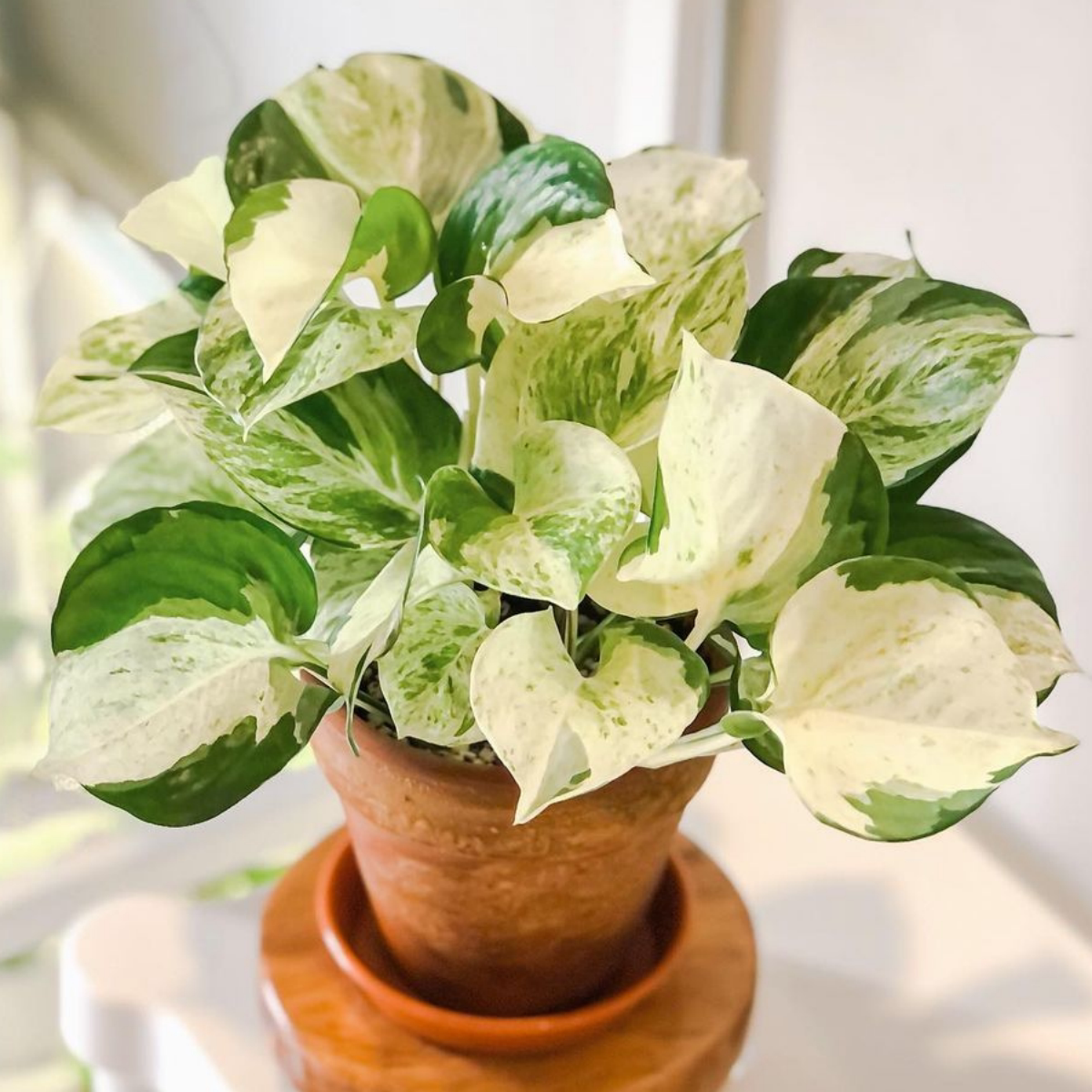 快乐叶子花叶绿萝室内绿植盆栽花卉绿植epipremnumhappy leaf