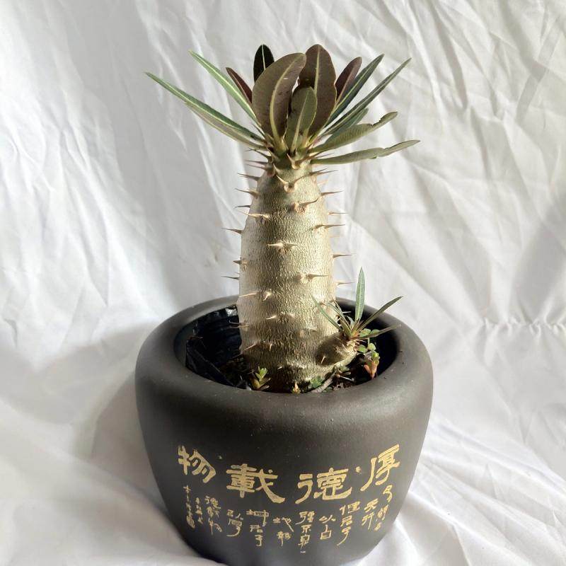 阳台办公桌多肉块根植物莲座棒槌象牙宫亚种带刺实生块根桌面盆栽