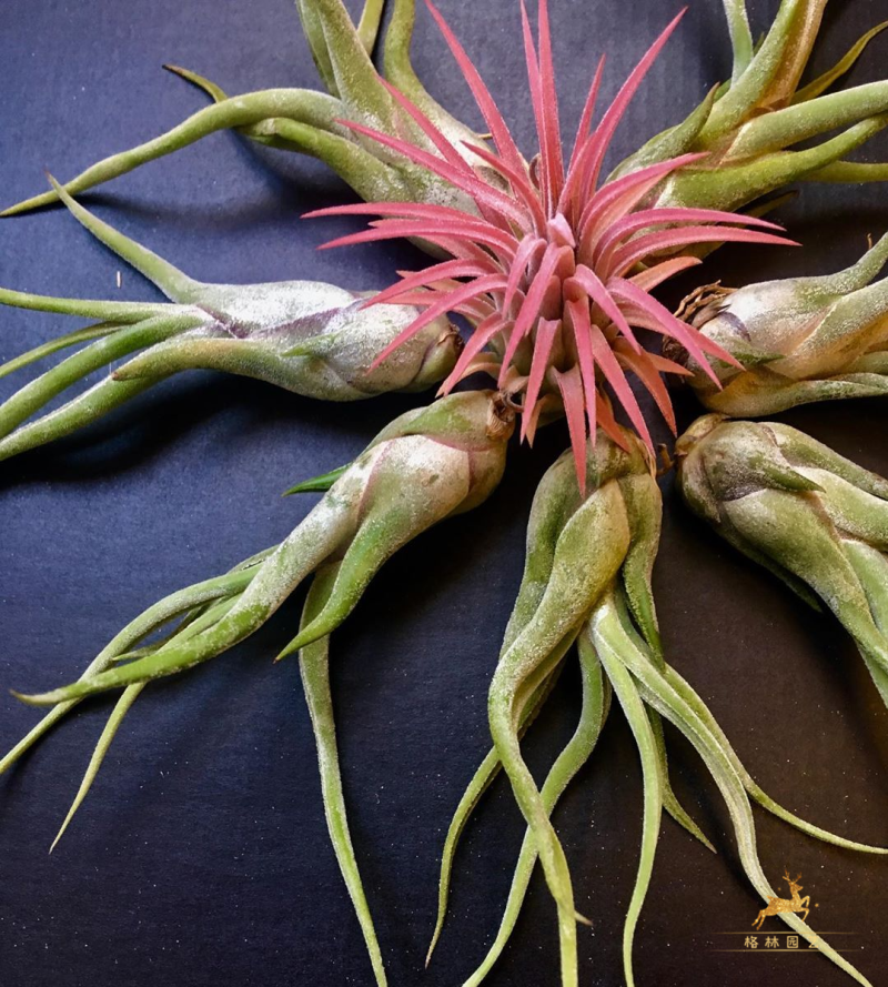 caput-medusae喷水即可