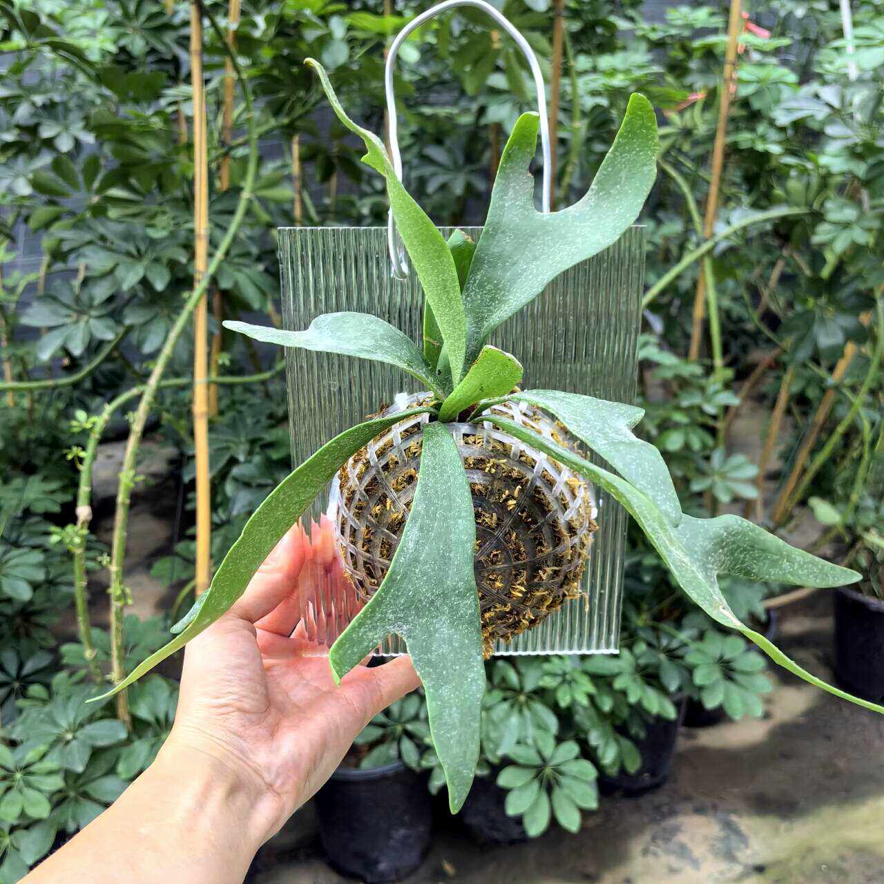 鹿角蕨绿植盆栽四季常绿亚克力板壁挂垂吊藤蔓植物桌面壁挂庭院