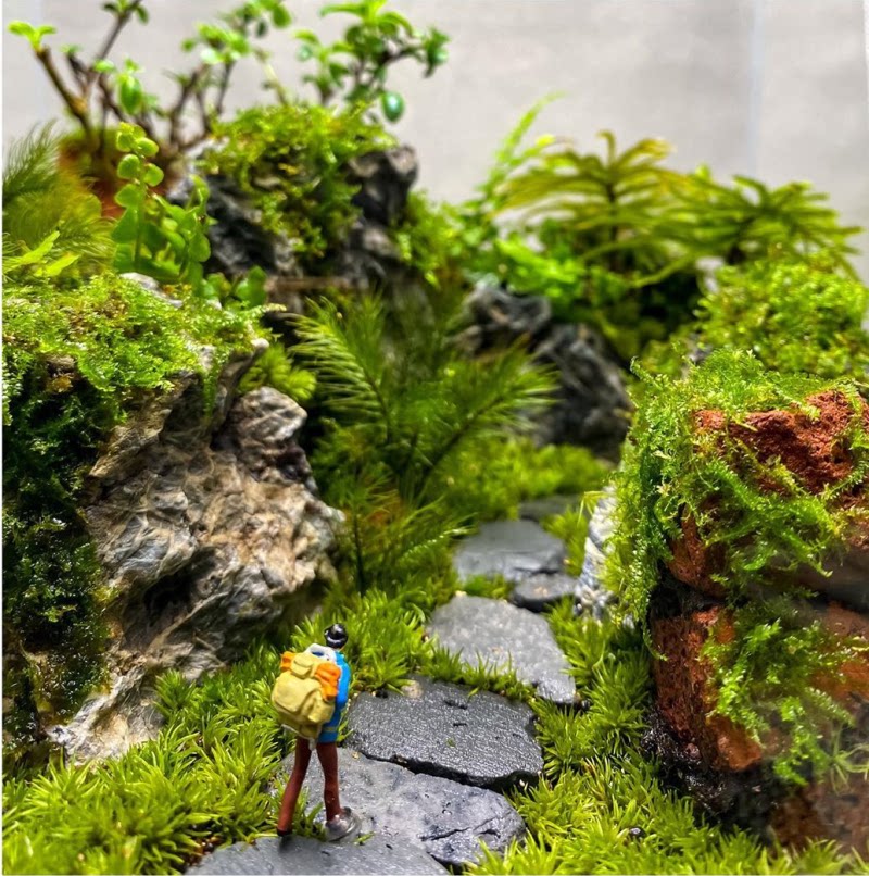 生态雨林水陆缸造景用 大羽大灰短绒苔藓 微景观植物工程盆景基