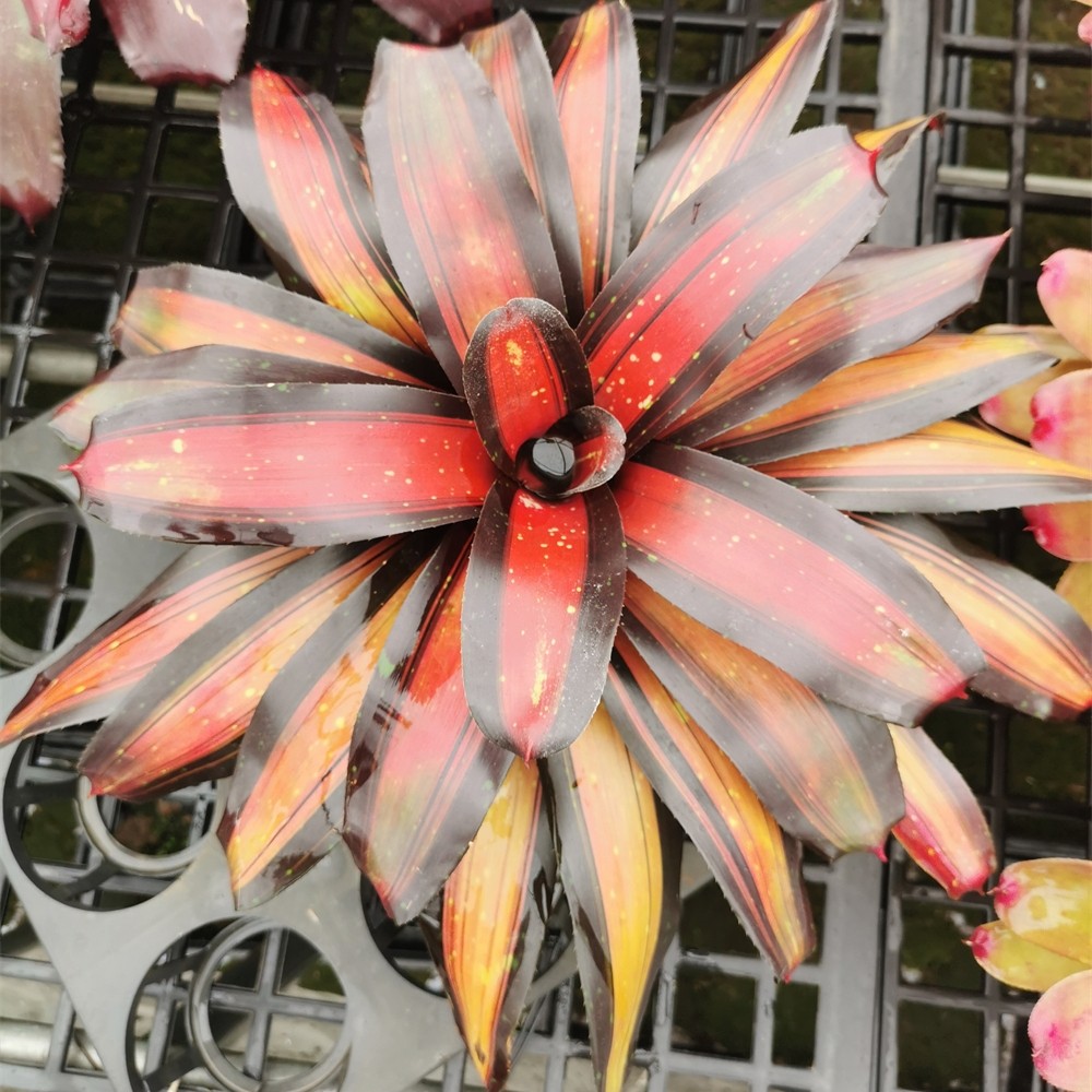 格林园艺大型积水凤梨雨林缸造景 积水凤梨观赏植物净化空气桌面