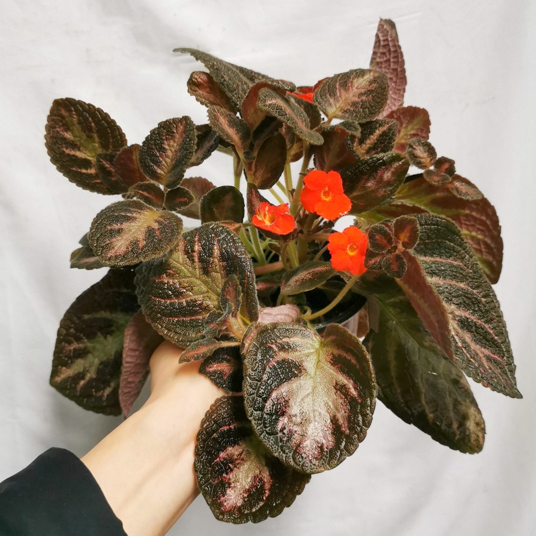 喜荫花 耐阴耐热 盆栽桌面观叶植物花卉叶子金属质感雨林缸造景