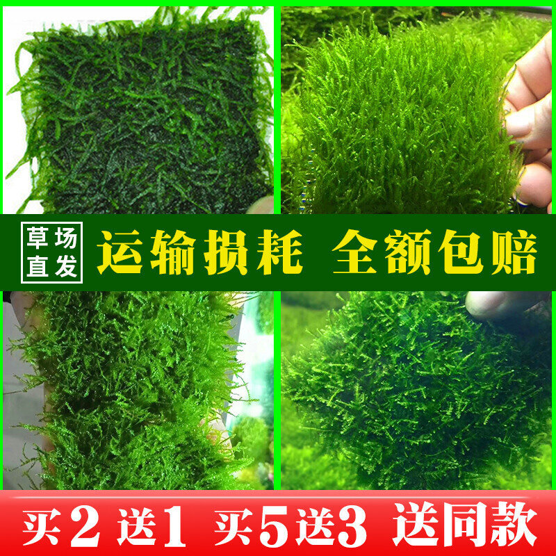 莫斯水草超白鱼缸阴性活体造景水族箱装饰植物大三角松茸垂泪火焰