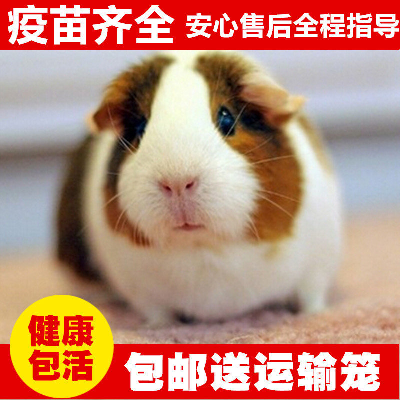 自家繁殖宠物荷兰猪活体荷兰鼠活豚鼠