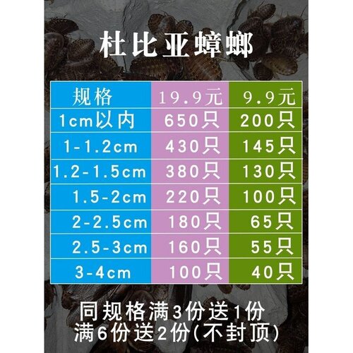 杜比亚蟑螂活体幼体亚成各种规格 蜥蜴龙鱼饲料 包邮
