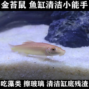 清道夫金苔鼠鱼吸鳅水藻鱼吃脏东西的鱼黄金泥鳅小河蚌苹果螺