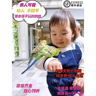 纯手养虎皮鹦鹉活体会学说话一对公母活鸟宠物包繁殖活物幼鸟小鸟
