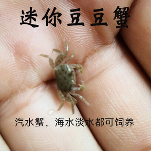 海水迷你豆豆蟹活体宠物桌面观赏治愈谭氏泥蟹汽水观赏吃土螃蟹