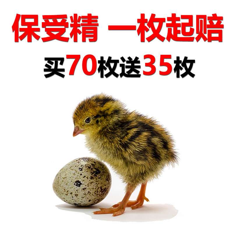 鹌鹑种蛋可孵化 鹌鹑蛋受精种蛋鸟