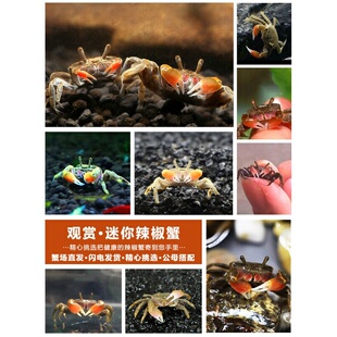 辣椒蟹宠物迷你红钳招财蟹勾手谭氏泥蟹淡水鱼缸观赏蟹除藻蟹活体