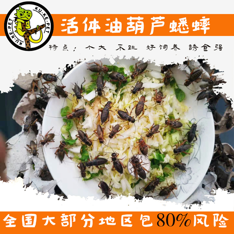 宠物活物油葫芦白蟋蟀活体饲料鬃狮守宫蜥蜴食物包活百分之80