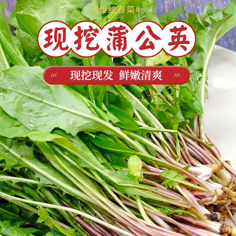 新鲜蒲公英菜500g农家自种现摘婆婆丁野菜带根整箱包邮