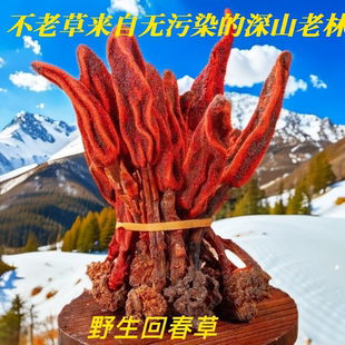 云南深山回春草不老草血灵丹干货正宗野生顶天柱滋补养生精选特级
